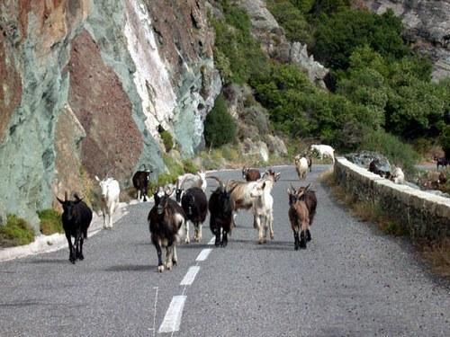 A Rena d'oru Sagone (Corsica) Exterior foto
